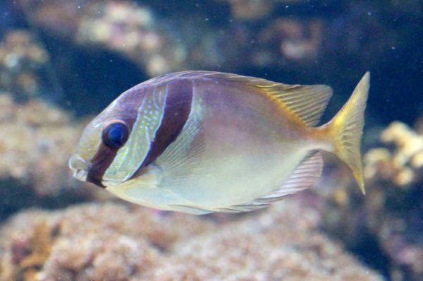 خرگوش ماهی دو خط