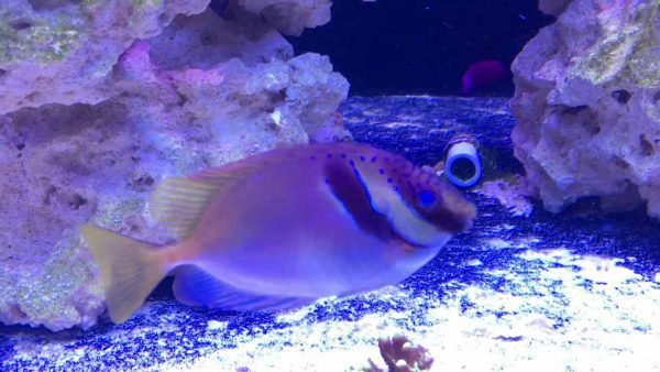 Two Barred Rabbitfish