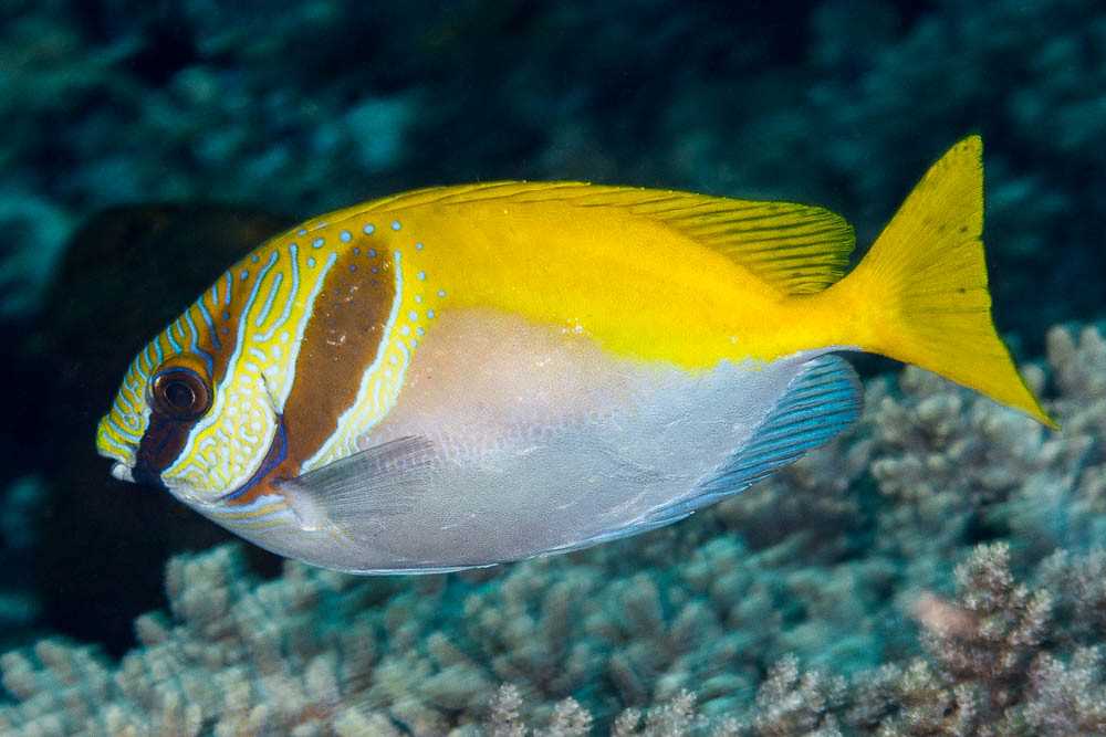 خرگوش ماهی دو خط