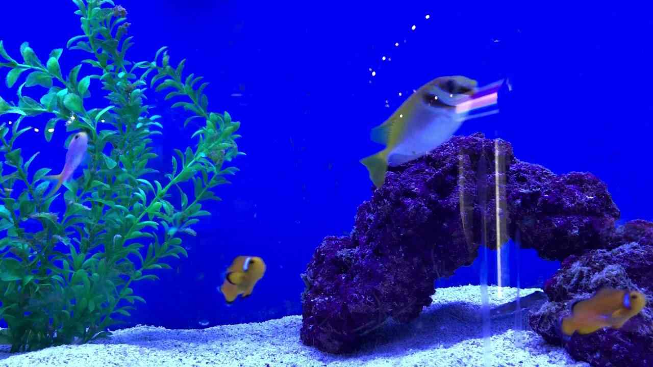 Two Barred Rabbitfish