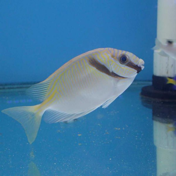 Two Barred Rabbitfish