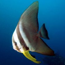 خفاش ماهی تیرا