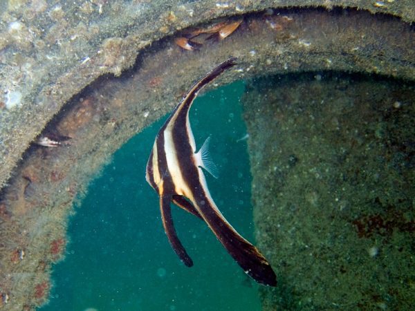 خفاش ماهی تیرا نابالغ