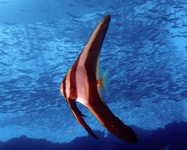 خفاش ماهی تیرا