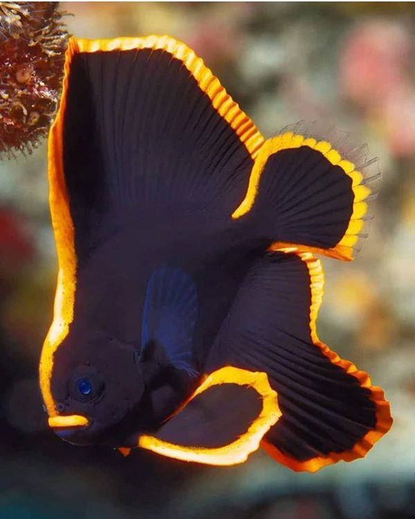Pinnatus Batfish