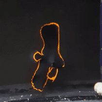 خفاش ماهی پیناتوس