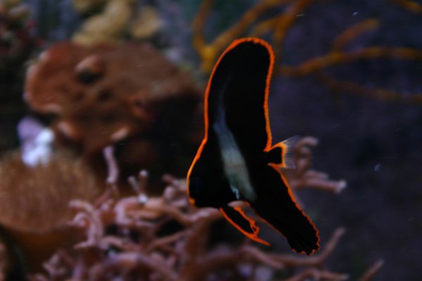 Pinnatus Batfish