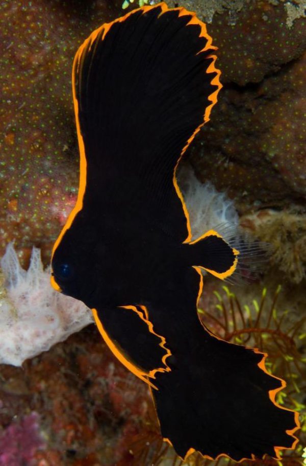 Pinnatus Batfish