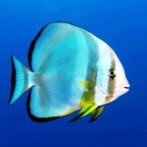 خفاش ماهی کروی