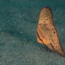 خفاش ماهی کروی