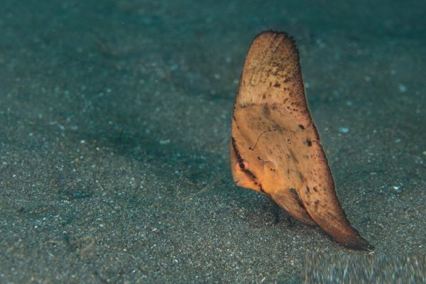 خفاش ماهی کروی