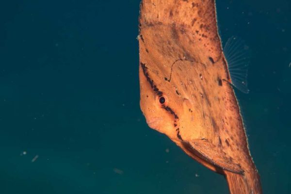 خفاش ماهی کروی