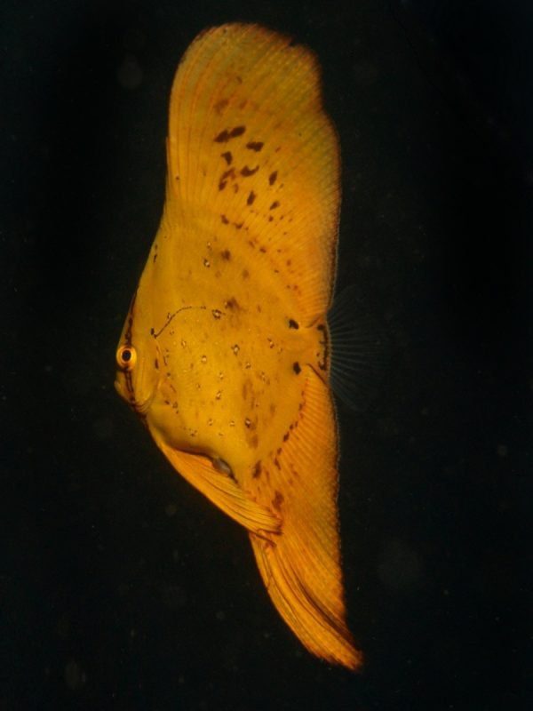 خفاش ماهی کروی