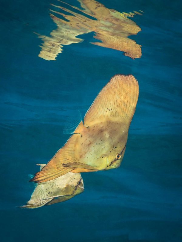 خفاش ماهی کروی