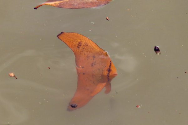 خفاش ماهی کروی