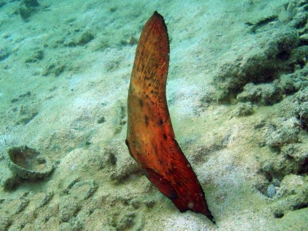 خفاش ماهی کروی