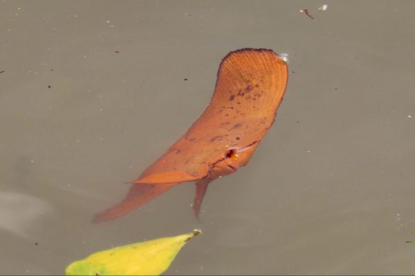 خفاش ماهی کروی