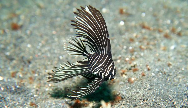 خفاش ماهی گوژپشت