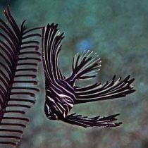 خفاش ماهی گوژپشت