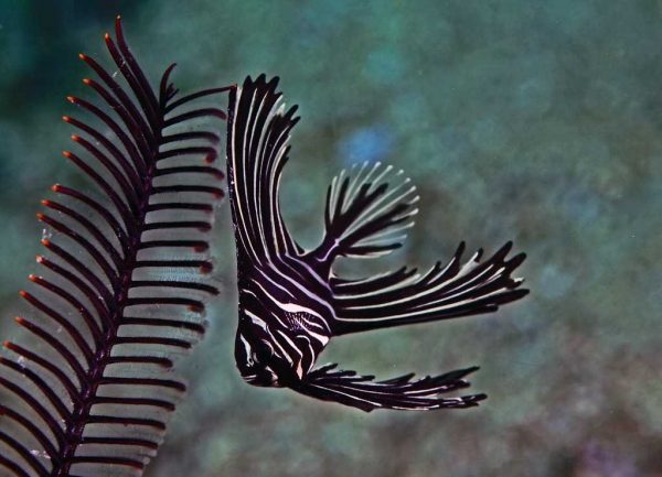 خفاش ماهی گوژپشت