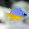 Azure Damselfish