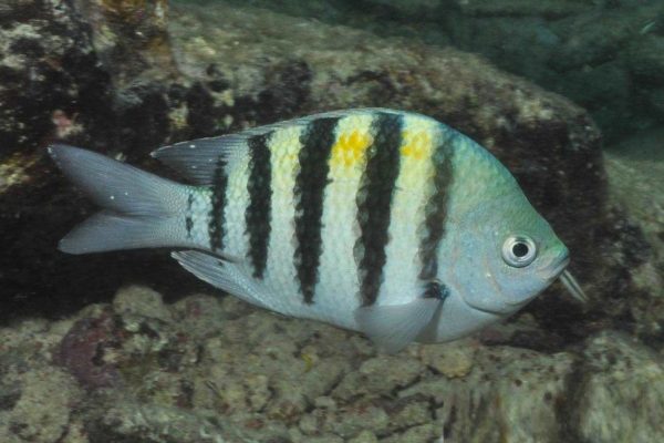 دامسل ملوان