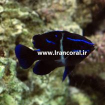 دامسل اکسیدان