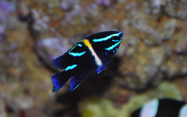 دامسل اکسیدان