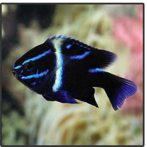 دامسل اکسیدان