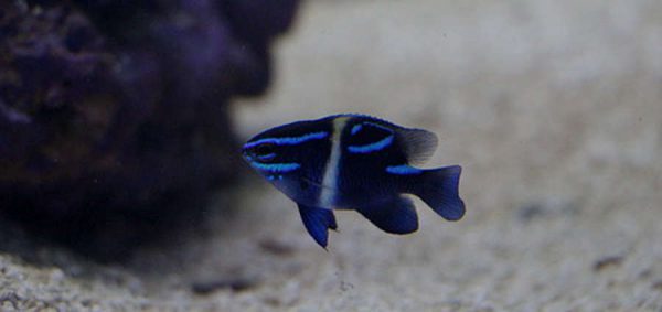 دامسل اکسیدان