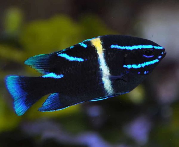 دامسل اکسیدان