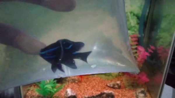 دامسل اکسیدان