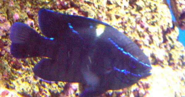 دامسل اکسیدان