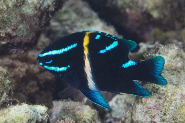 دامسل اکسیدان