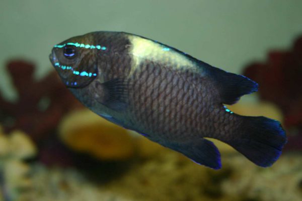 دامسل اکسیدان