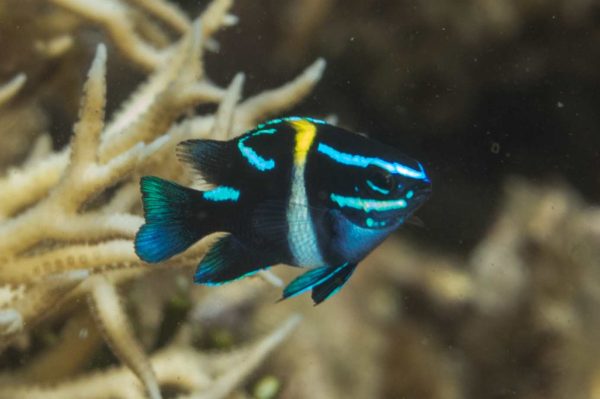 دامسل اکسیدان