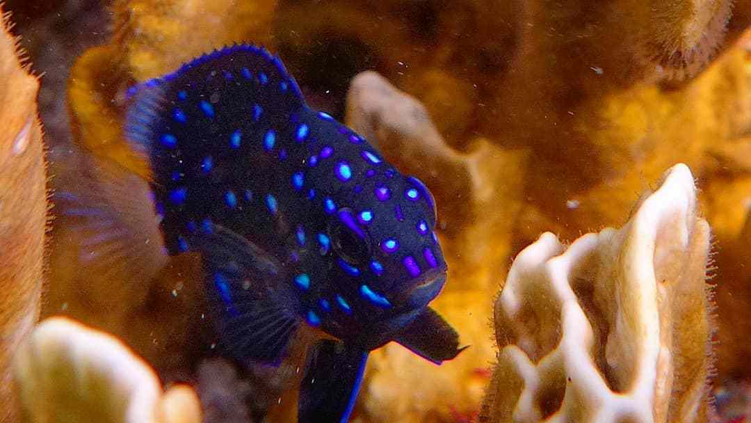 Jewel Damselfish