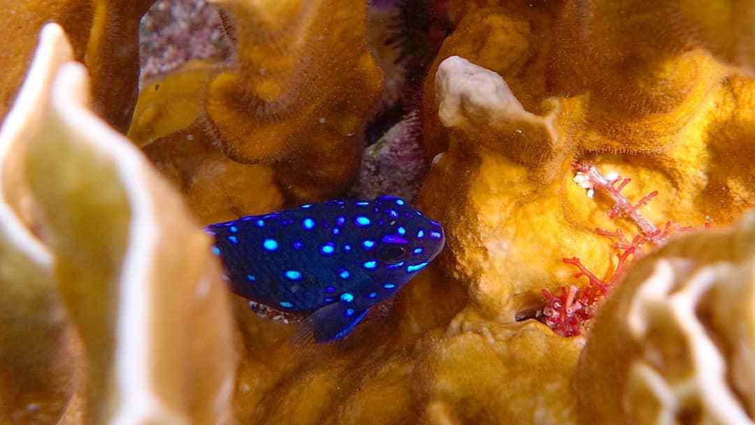 Jewel Damselfish