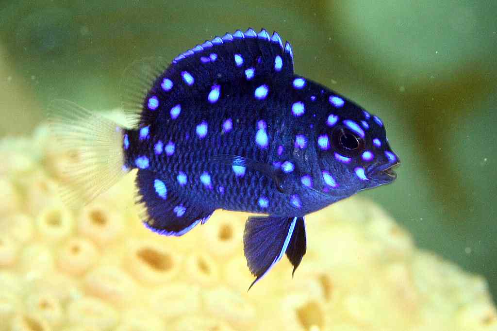 Jewel Damselfish