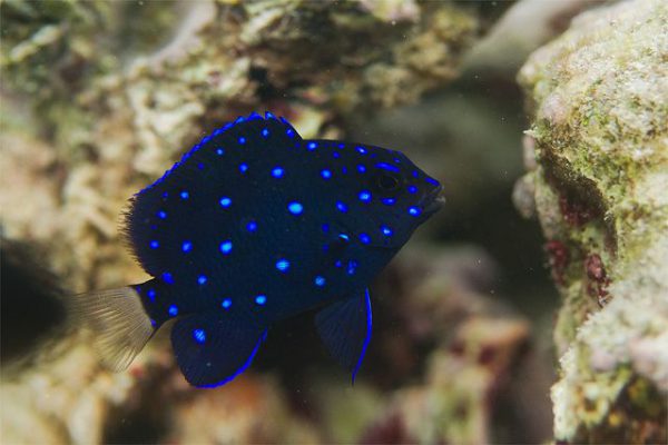 Jewel Damselfish