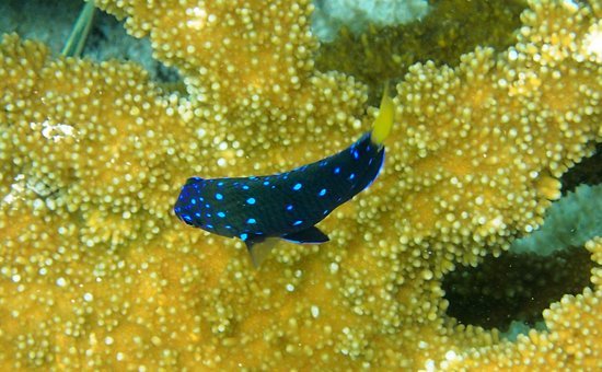 Jewel Damselfish