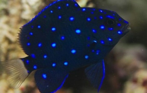 Jewel Damselfish