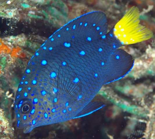 Jewel Damselfish