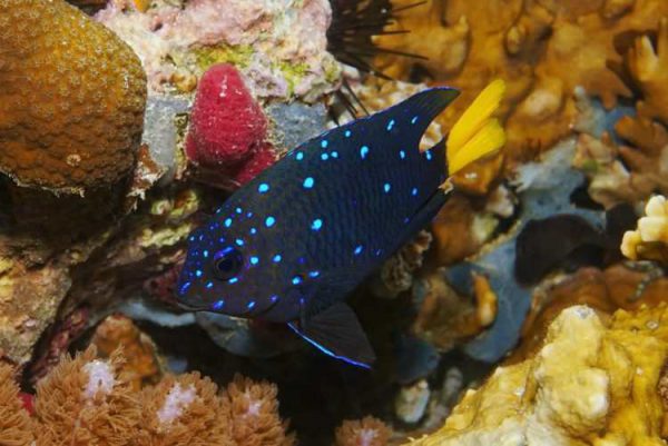 Jewel Damselfish