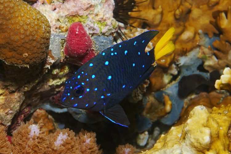 Jewel Damselfish