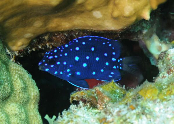 Jewel Damselfish
