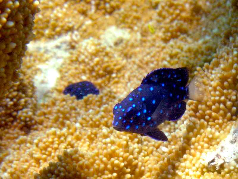Jewel Damselfish
