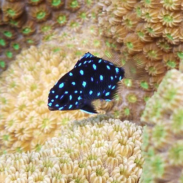 Jewel Damselfish