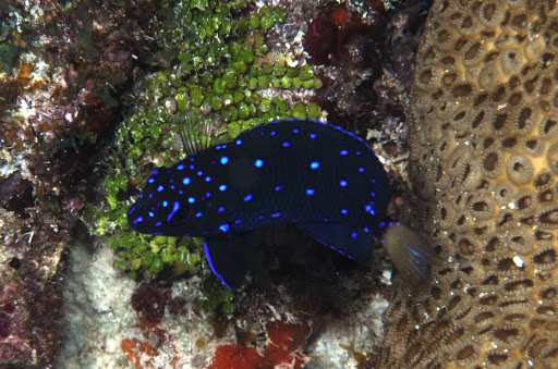 Jewel Damselfish