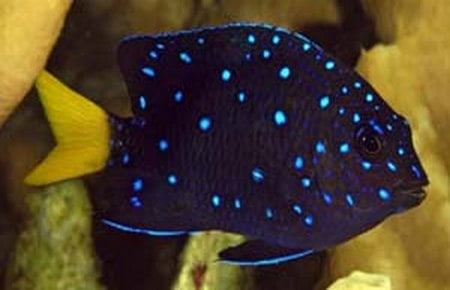 Jewel Damselfish